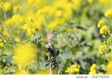 セッカ セッカ 109776059