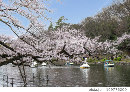 東京都 井の頭公園 井の頭池 満開の桜 東京都 井の頭公園 井の頭池 満開の桜 109776209