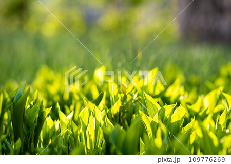 Closeup of green grass stems on summer lawn. 109776269