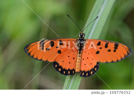 東南アジア　ラオス産蝶　タテハチョウ科アクラエア・テルプシコア 109776352
