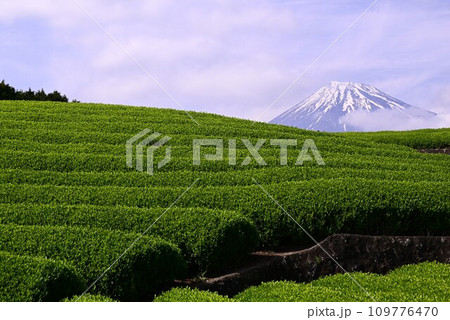 美しい茶畑の中にある美しい冠雪の富士山 109776470