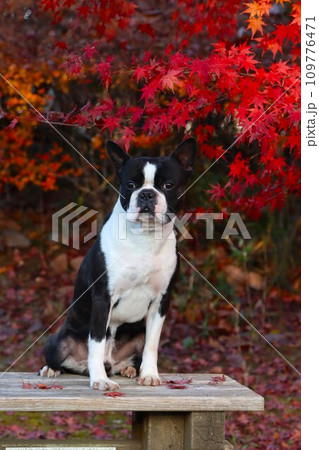 毛呂山町の美しい紅葉の前に座って見つめるボストンテリアのマイティ君♡ 109776471