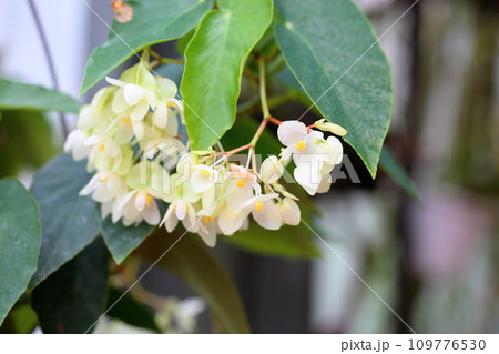 キダチベゴニアの花 109776530