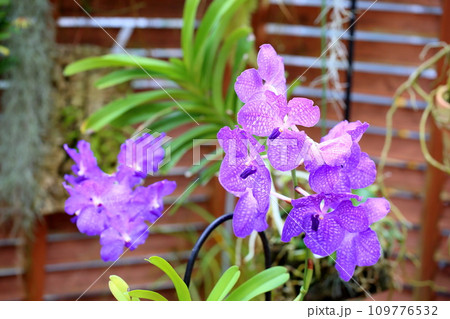 バンダの花 バンダの花 109776532