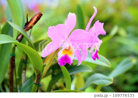 ランの花　レリアアンセㇷ゚ス 109776535