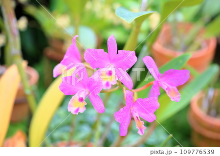 カトレアの花 カトレアの花 109776539
