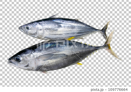 Cutout image of bluefin tuna and bonito tuna lined up 109776664