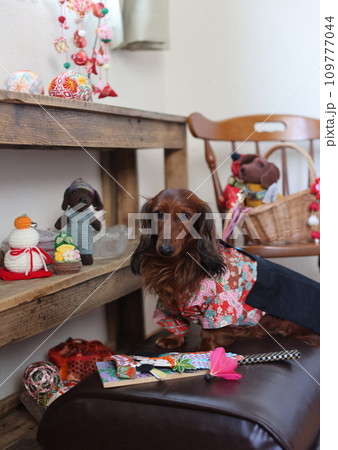 正月を楽しむダックスフンド 109777044