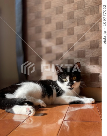 のんびり過ごす猫 109777052