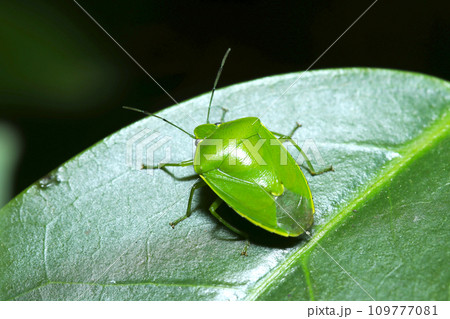深い森の青葉上に鮮やかな深緑色のツヤアオカメムシの美しい姿(自然光+ストロボ、マクロ接写撮影) 深い森の青葉上に鮮やかな深緑色のツヤアオカメムシの美しい姿(自然光+ストロボ、マクロ接写撮影) 109777081