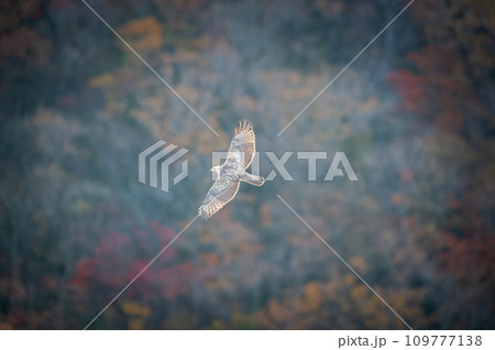 北海道の10月、ノスリの渡り。 北海道の10月、ノスリの渡り。 109777138