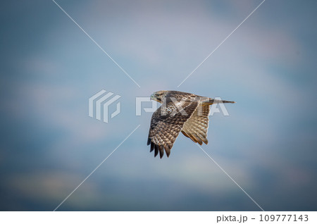 北海道の10月、ノスリの渡り。 109777143