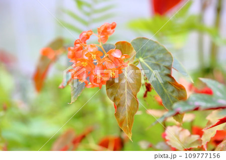 キダチベゴニアの花 109777156
