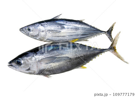 クロマグロとホンカツオが並ぶ切り抜き白背景画像 クロマグロとホンカツオが並ぶ切り抜き白背景画像 109777179