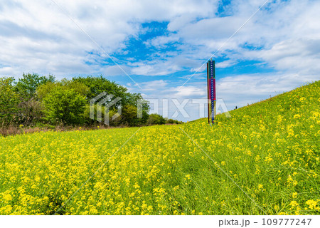 松戸市　新緑の江戸川河川敷菜の花畑 109777247