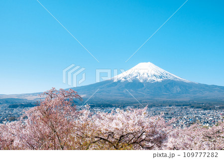 桜と富士山(新倉山浅間公園) 桜と富士山(新倉山浅間公園) 109777282