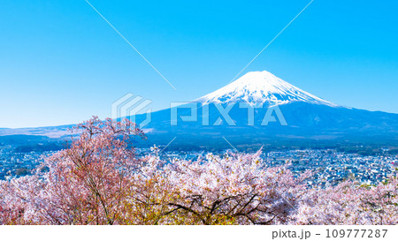 桜と富士山（新倉山浅間公園） 109777287