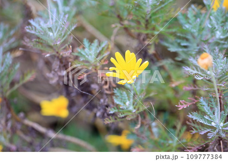 ユリオプスデージーの花 109777384