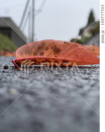 紅葉した散りゆく落ち葉 紅葉した散りゆく落ち葉 109777503