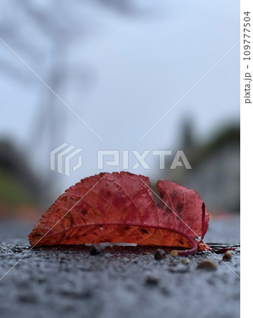 紅葉した散りゆく落ち葉 紅葉した散りゆく落ち葉 109777504