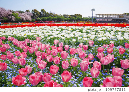 《春爛漫の花ひろば》広大なチューリップ畑と満開の桜 109777811