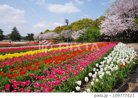 《春爛漫の花ひろば》広大なチューリップ畑と満開の桜 《春爛漫の花ひろば》広大なチューリップ畑と満開の桜 109777821