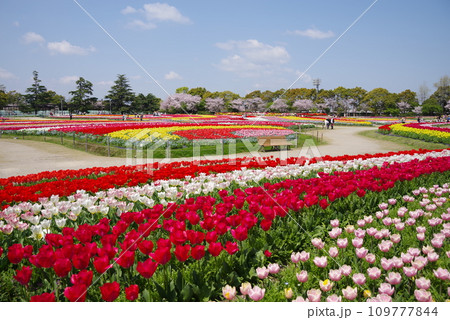《春爛漫の花ひろば》広大なチューリップ畑と満開の桜 《春爛漫の花ひろば》広大なチューリップ畑と満開の桜 109777844