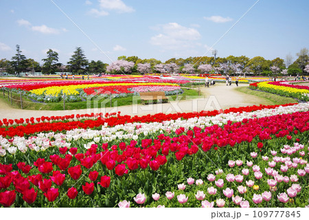 《春爛漫の花ひろば》広大なチューリップ畑と満開の桜 109777845
