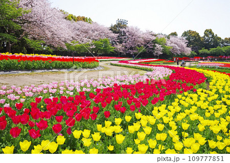 《春爛漫の花ひろば》広大なチューリップ畑と満開の桜 109777851