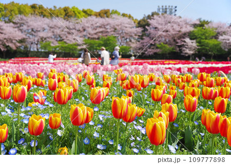 《春爛漫の花ひろば》カラフルなチューリップと満開の桜 《春爛漫の花ひろば》カラフルなチューリップと満開の桜 109777898