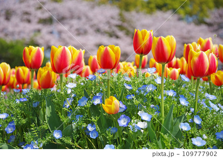 《春爛漫の花ひろば》カラフルなチューリップと満開の桜 109777902