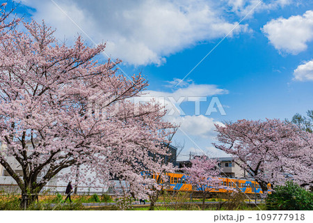 松戸市馬橋　満開の桜の沿線を走る流山鉄道 109777918