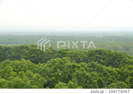 原生林(北斗遺跡/北海道釧路市北斗) 原生林(北斗遺跡/北海道釧路市北斗) 109778067