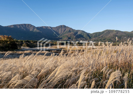 箱根仙石原すすき高原 箱根仙石原すすき高原 109778255