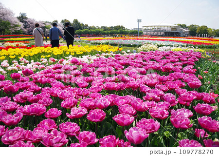 《春爛漫の花ひろば》カラフルなチューリップ畑 109778270