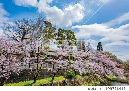 松戸神社に咲く満開の桜 松戸神社に咲く満開の桜 109778411