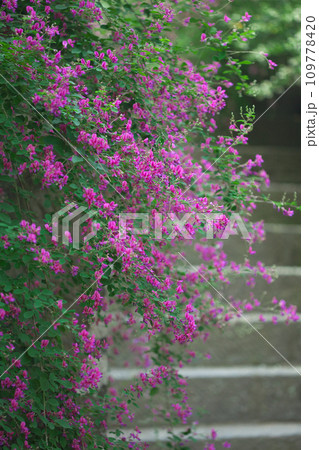 鮮やかに咲く萩の花(鎌倉・海蔵寺) 鮮やかに咲く萩の花(鎌倉・海蔵寺) 109778420