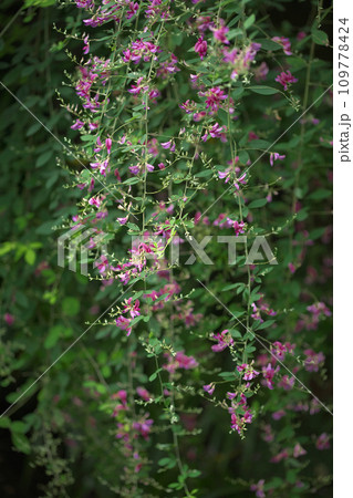 鮮やかに咲く萩の花(鎌倉・海蔵寺) 鮮やかに咲く萩の花(鎌倉・海蔵寺) 109778424