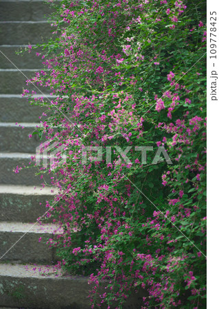鮮やかに咲く萩の花(鎌倉・海蔵寺) 鮮やかに咲く萩の花(鎌倉・海蔵寺) 109778425