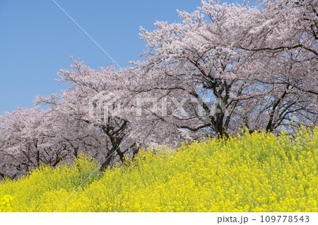 青空に映える満開の桜と菜の花 109778543