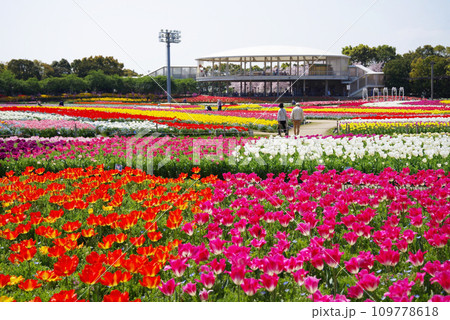 《春爛漫の花ひろば》カラフルなチューリップ畑 《春爛漫の花ひろば》カラフルなチューリップ畑 109778618