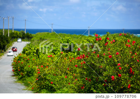 夏の沖縄　宮古島ドライブ 　池間島　ハイビスカス 109778706