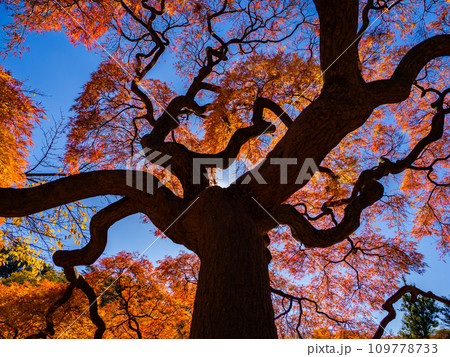 枝が印象的なタムケヤマモミジ(手向山紅葉)の紅葉を見上げる 枝が印象的なタムケヤマモミジ(手向山紅葉)の紅葉を見上げる 109778733