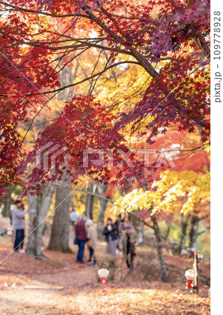 山中湖紅葉まつり 109778928