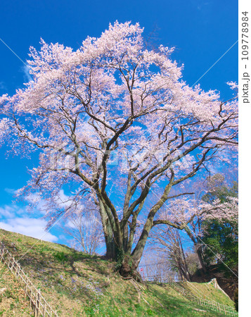 一本桜 - 鉢形城の桜 エドヒガン(氏邦桜) 一本桜 - 鉢形城の桜 エドヒガン(氏邦桜) 109778984