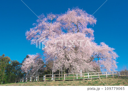 一本桜 - 青空に映える満開の戸津辺の桜 一本桜 - 青空に映える満開の戸津辺の桜 109779065