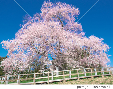 一本桜 - 青空に映える満開の戸津辺の桜 一本桜 - 青空に映える満開の戸津辺の桜 109779071