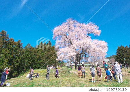 一本桜 - 花見客で賑わう戸津辺の桜 109779130
