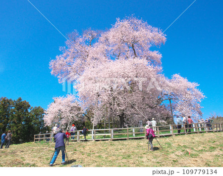 一本桜 - 花見客で賑わう戸津辺の桜 109779134