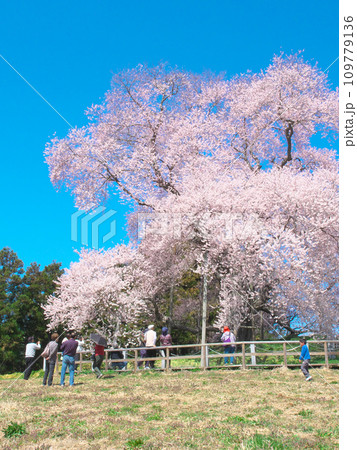 一本桜 - 花見客で賑わう戸津辺の桜 一本桜 - 花見客で賑わう戸津辺の桜 109779136